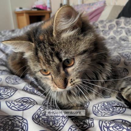 Photo 1/2 Chat retrouvé Perdu à Houilles