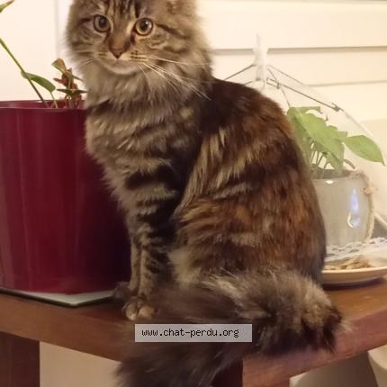 Photo 2/2 Chat retrouvé Perdu à Houilles