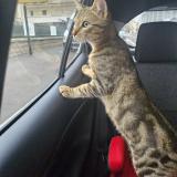 Photo de chat perdu à Nancy