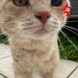 Photo de chat perdu à Douai