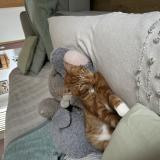 Photo de chat perdu à Monchy Le Preux