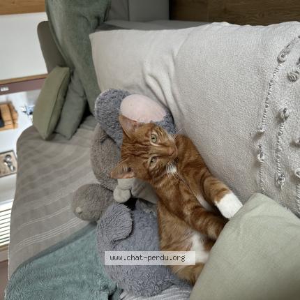 Photo 1/1 Tigrou Chat perdu à Monchy le preux
