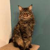 Photo de chat perdu à Luce