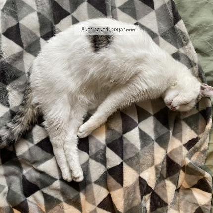 Photo 1/1 Chat retrouvé Perdu à Rennes