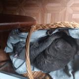 Photo de chat perdu à Gagny