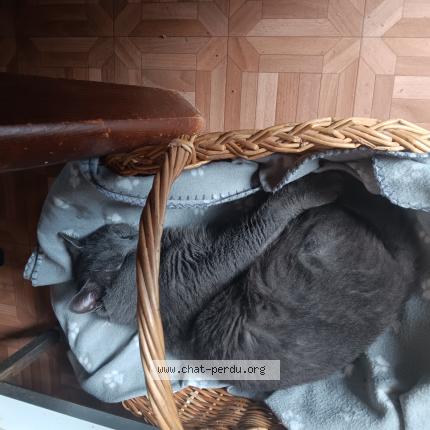 Photo 1/1 Grizou Chat perdu à Gagny