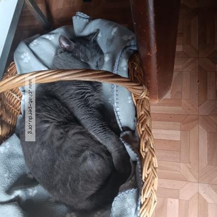 Photo 1/1 Grizou Chat perdu à Gagny