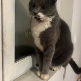 Photo de chat perdu à Aulnay Sur Iton