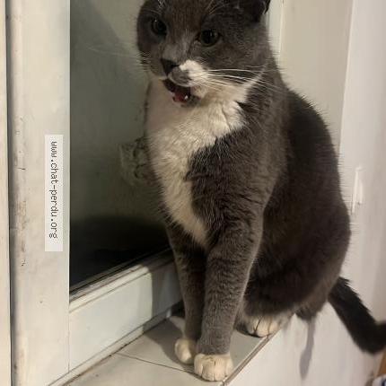 Photo 1/1 Pitchou Chat perdu à Aulnay sur iton