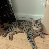 Photo de chat trouvé à Le Havre