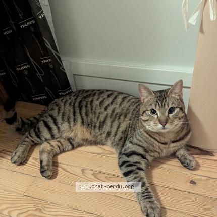 Photo 1/1 Chat trouvé Trouvé à Le havre