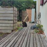 Photo de chat trouvé à Haute Goulaine