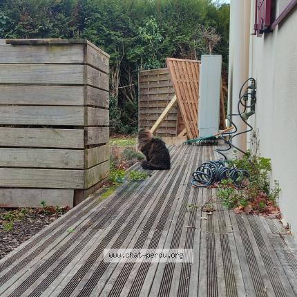 Photo 1/1 Chat trouvé Trouvé à Haute goulaine