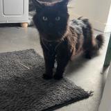 Photo de chat perdu à Noyal Sur Vilaine