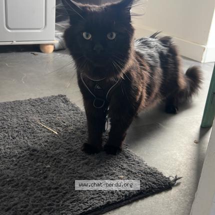 Photo 1/1 Chat retrouvé Perdu à Noyal sur vilaine