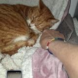 Photo de chat trouvé à Dreux