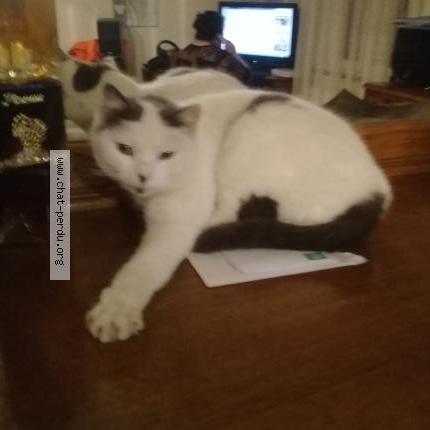 Photo 1/1 blanchette Chat perdu à Magny vernois