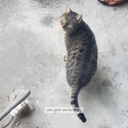 Photo 1/4 Chat trouvé Trouvé à Annecy