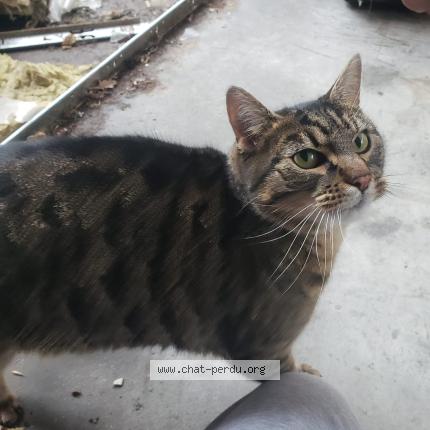 Photo 2/4 Chat trouvé Trouvé à Annecy