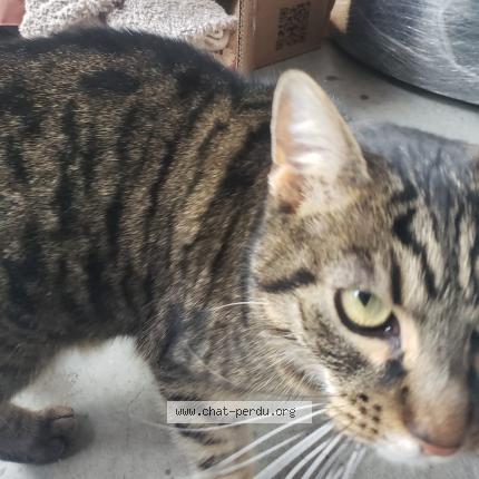 Photo 3/4 Chat trouvé Trouvé à Annecy