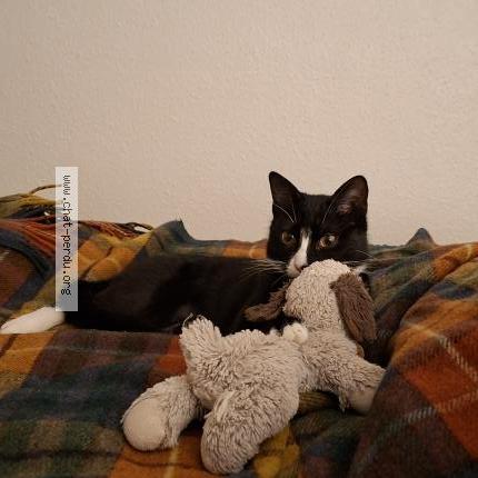 Photo 1/1 Chat retrouvé Perdu à Boedeaux