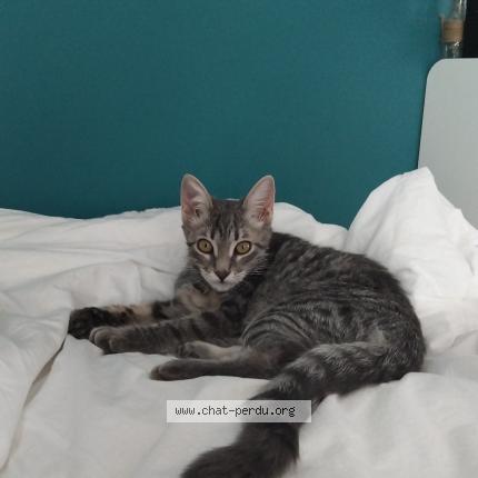 Photo 1/1 Bloom Chat perdu à La murette