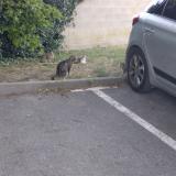 Photo de chat perdu à Soissons