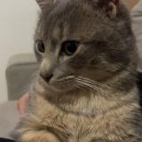 Photo de chat perdu à Ploumagoer