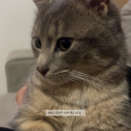 Photo 1/1 Zola Chat perdu à Ploumagoer