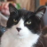 Photo de chat perdu à Foussais Payre