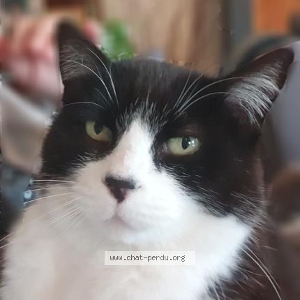 Photo 1/1 Gomette Chat perdu à Foussais payre