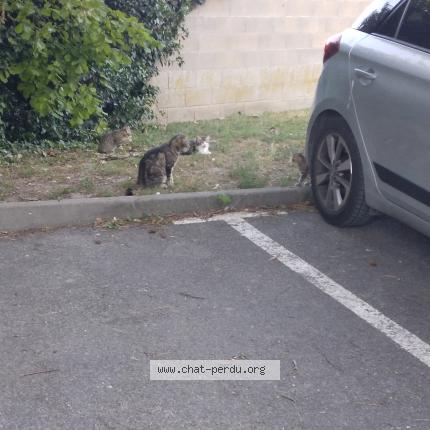 Photo 1/1 PIRATE Chat perdu à Soissons