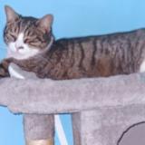 Photo de chat perdu à Coueron