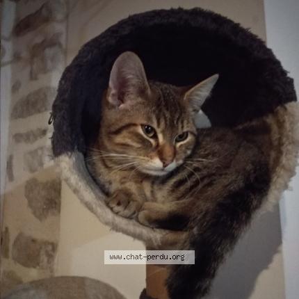 Photo 1/1 Twist Chat perdu à Measnes