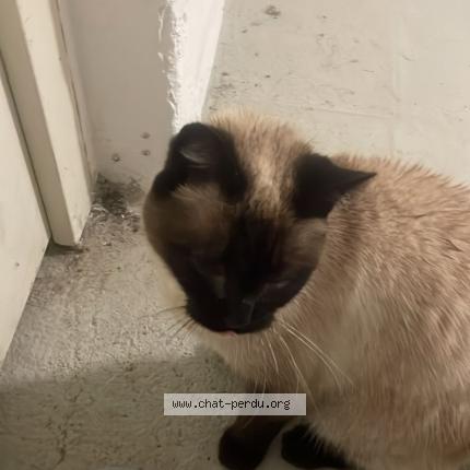 Photo 1/1 Chat trouvé Trouvé à Massy