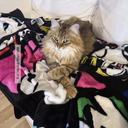 Photo 1/1 Zia Chat perdu à Castillon la bataille