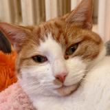 Photo de chat perdu à Savigny Sur Orge