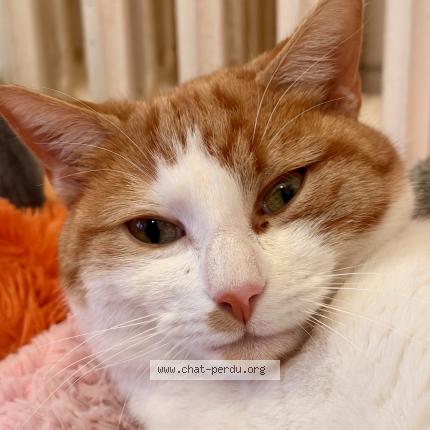 Photo 1/1 Doudou Chat perdu à Savigny sur orge