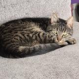 Photo de chat perdu à Gravigny