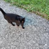 Photo de chat trouvé à Orthez