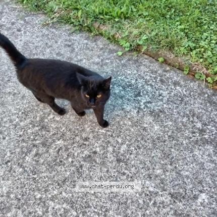 Photo 1/1 Chat trouvé Trouvé à Orthez