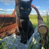 Photo de chat perdu à Eppe Sauvage