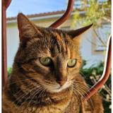 Photo de chat perdu à Beaurepaire