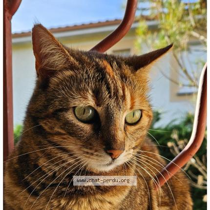 Photo 1/1 Havana Chat perdu à Beaurepaire