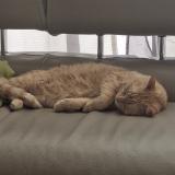 Photo de chat perdu à Bordeaux