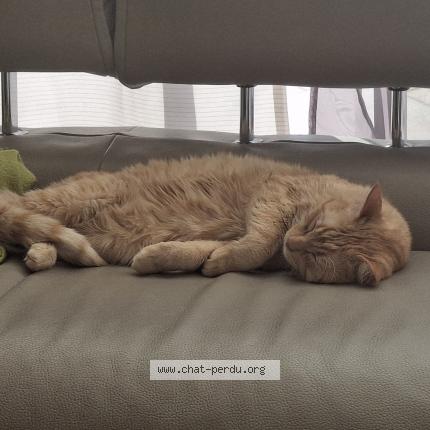 Photo 1/1 MACARON Chat perdu à Bordeaux