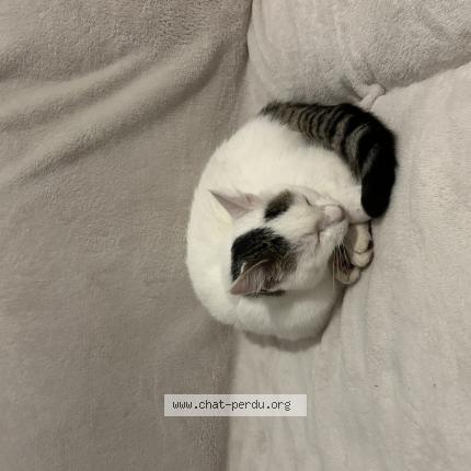 Photo 1/1 Chat retrouvé Trouvé à Rennes