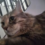 Photo de chat perdu à Delta