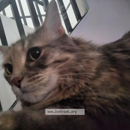 Photo 1/1 Niko Chat perdu à Delta