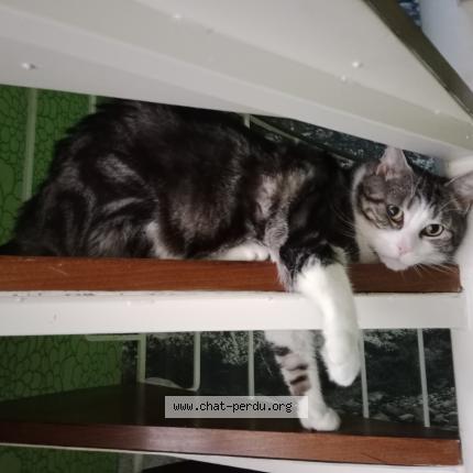 Photo 1/1 Chat retrouvé Perdu à Treguier
